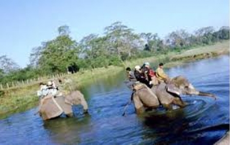 Jungle Safari